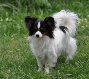 papillon breeders, papillon dog breeders.
