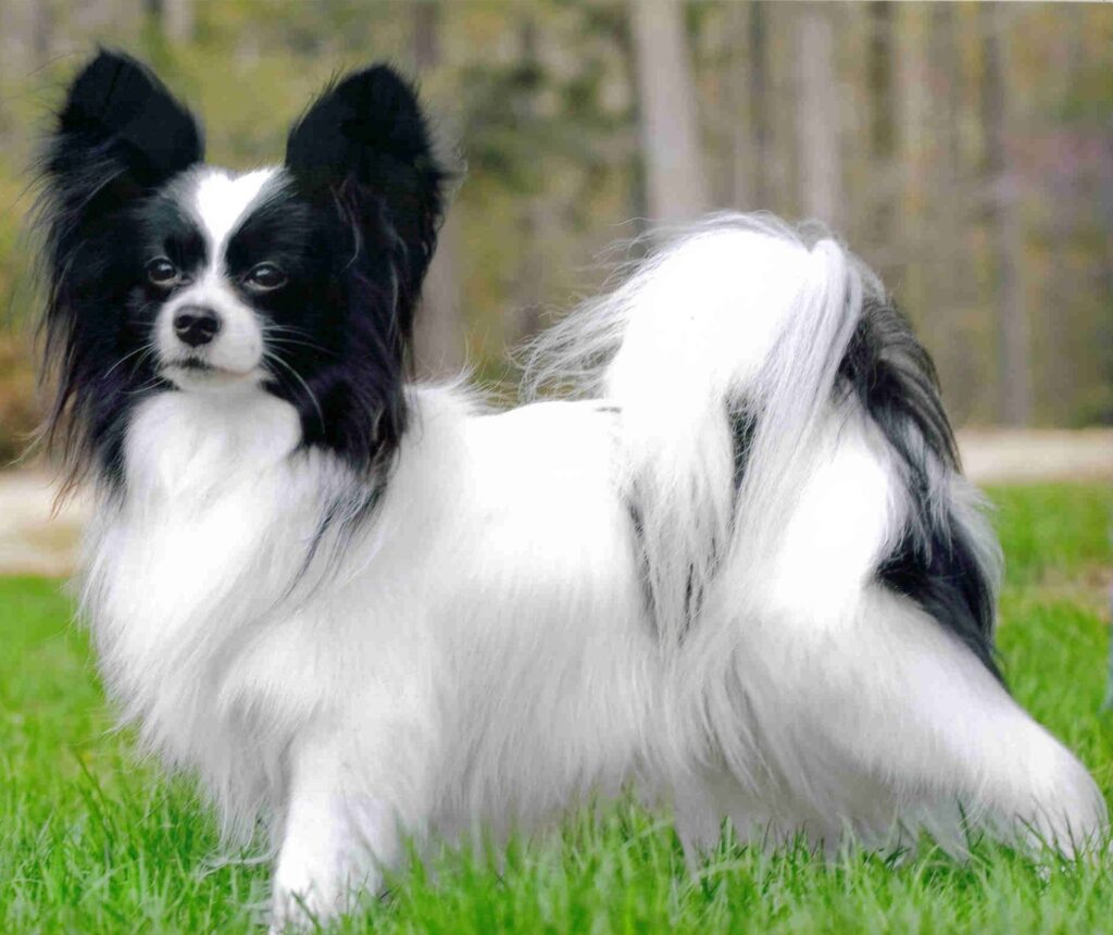 Papillon Breeders, Papillon Dog Breeders