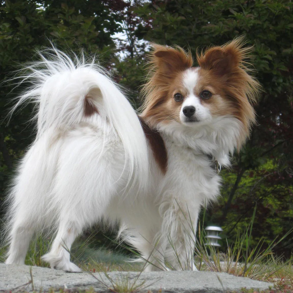 Papillon Breeders, Papillon Dog Breeders Papillon Breeders, Papillon Dog Breeders