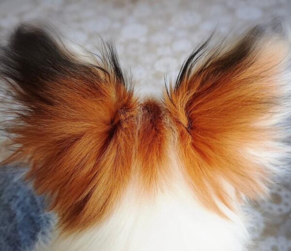 papillon dog breeders near me, papillon breeders near me