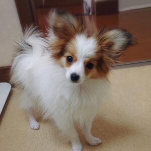 papillon dog breeders near me, papillon breeders near me
