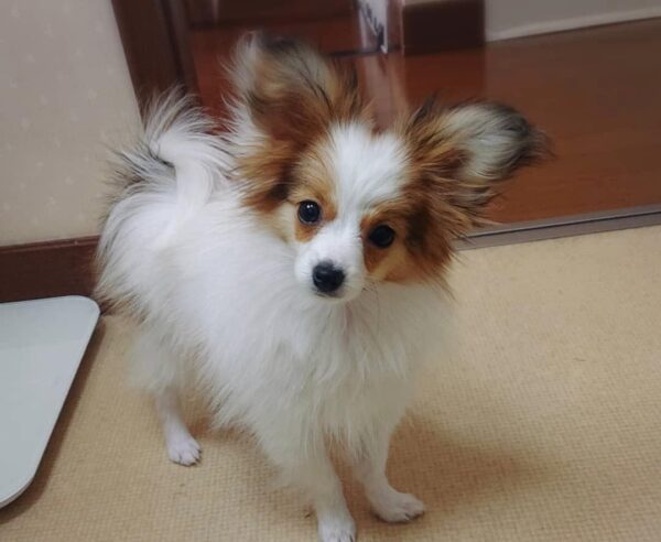 papillon dog breeders near me, papillon breeders near me
