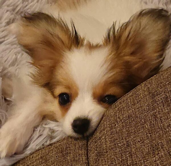 papillon dog breeders near me, papillon breeders near me