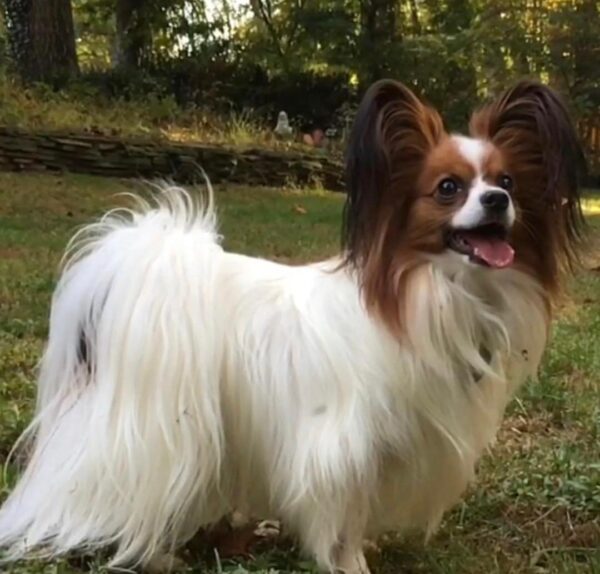 Papillon puppies for sale craigslist, Teacup papillon puppies
