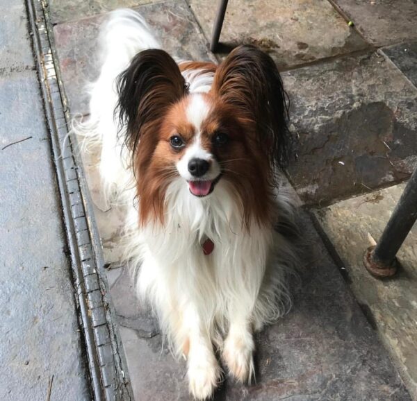 Papillon puppies for sale craigslist, Teacup papillon puppies