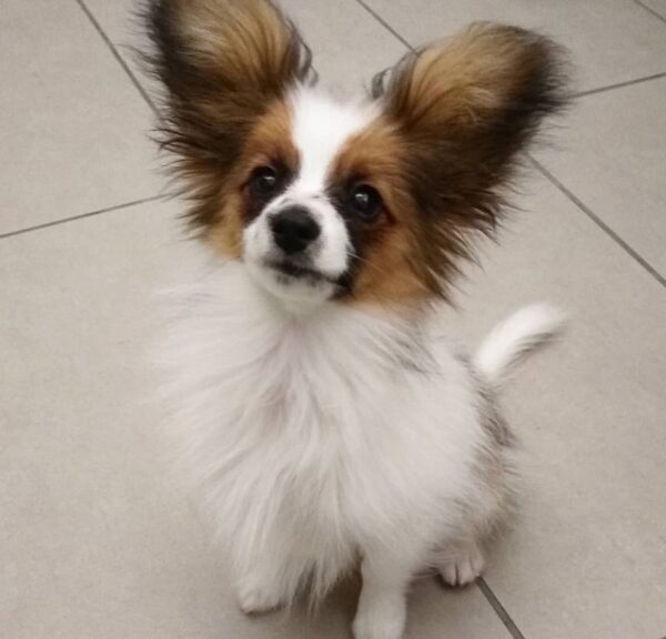 Akc papillon breeders, Papi poo puppies