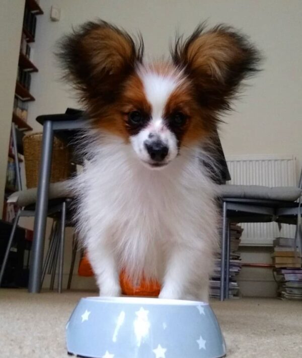Akc papillon breeders, Papi poo puppies