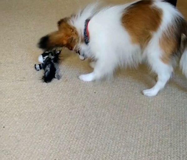 Akc papillon breeders, Papi poo puppies