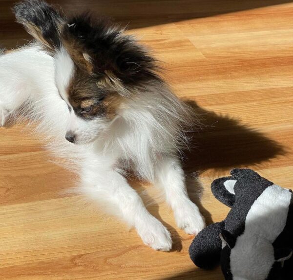 Papillon puppies price, Cost of a papillon puppy