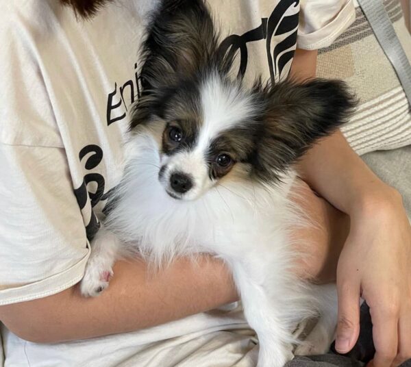 Papillon puppies price, Cost of a papillon puppy