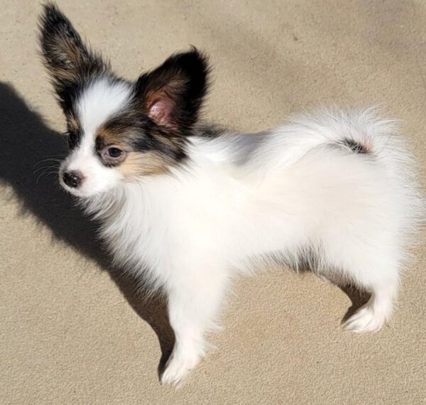 Papillon puppies price, Cost of a papillon puppy