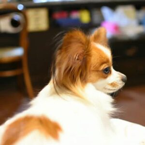 butterfly dogs papillon for sale, papillon dog prices