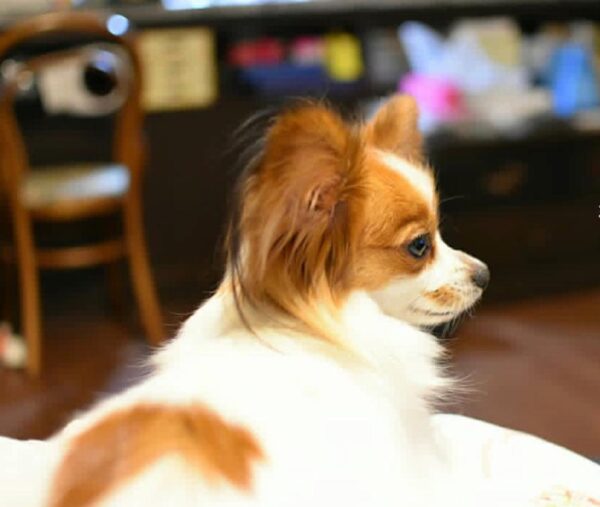 butterfly dogs papillon for sale, papillon dog prices