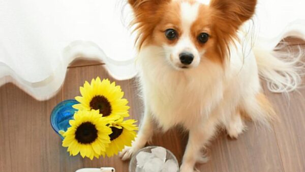 butterfly dogs papillon for sale, papillon dog prices