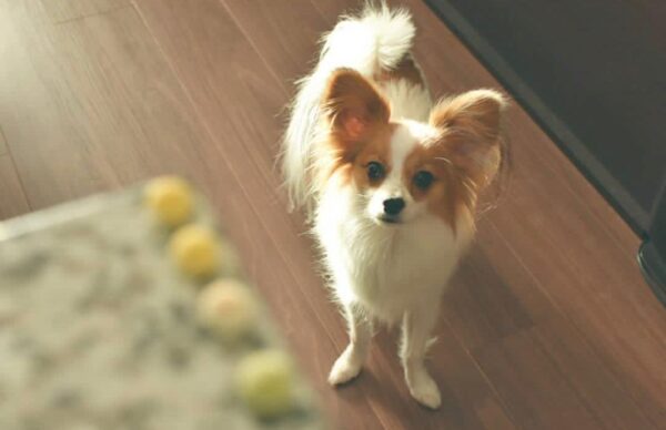 butterfly dogs papillon for sale, papillon dog prices