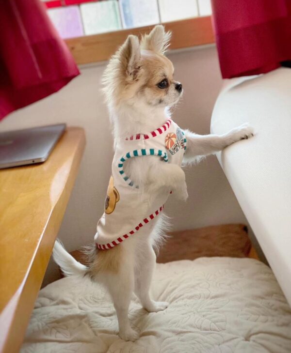papillon dog breed for sale, papillon dog for sale