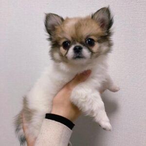papillon dog breed for sale, papillon dog for sale