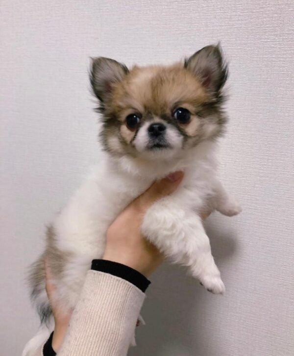 papillon dog breed for sale, papillon dog for sale