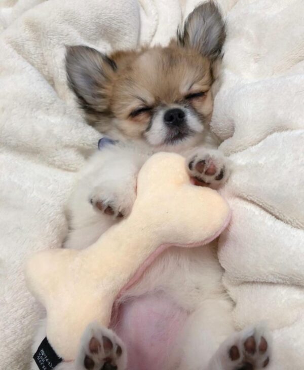 papillon dog breed for sale, papillon dog for sale