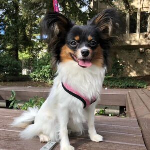 papillon puppies for sale, papillon dog puppies for sale