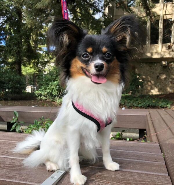 papillon puppies for sale, papillon dog puppies for sale