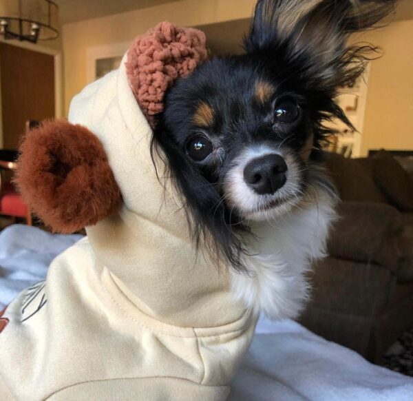 papillon puppies for sale, papillon dog puppies for sale
