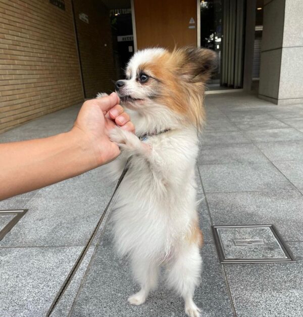 papillon puppies near me, teacup papillon puppies for sale
