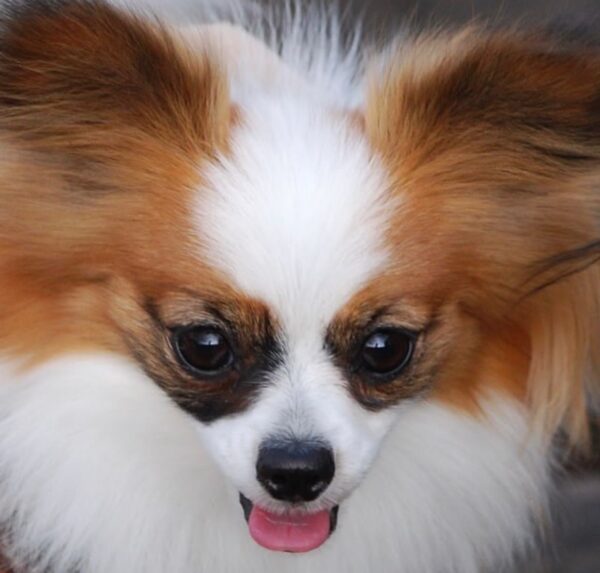 papillon puppies near me, teacup papillon puppies for sale