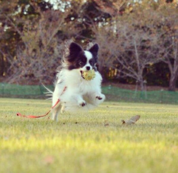 papillon mix for sale, papillons for sale