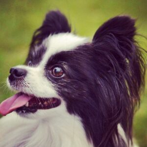 papillon mix for sale, papillons for sale