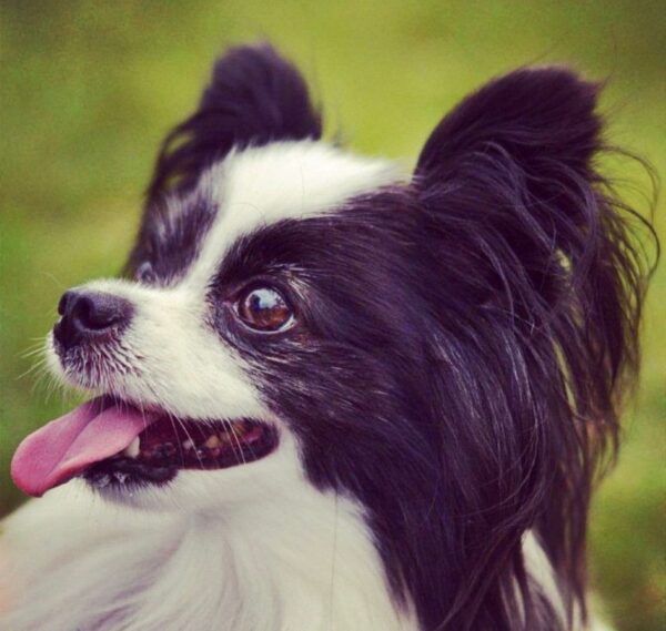 papillon mix for sale, papillons for sale