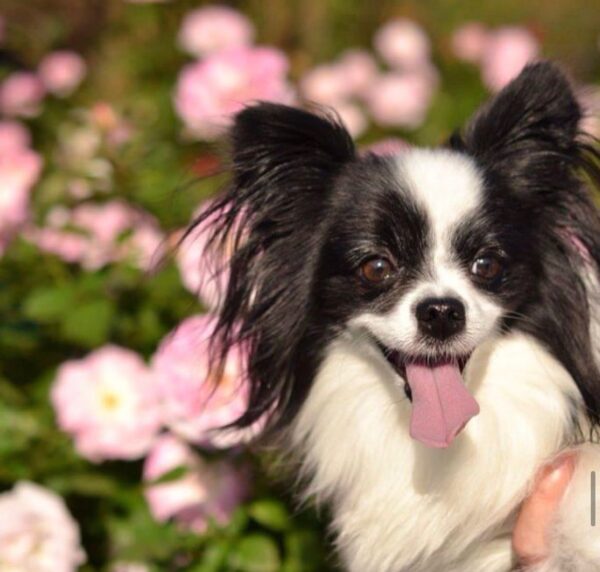 papillon mix for sale, papillons for sale