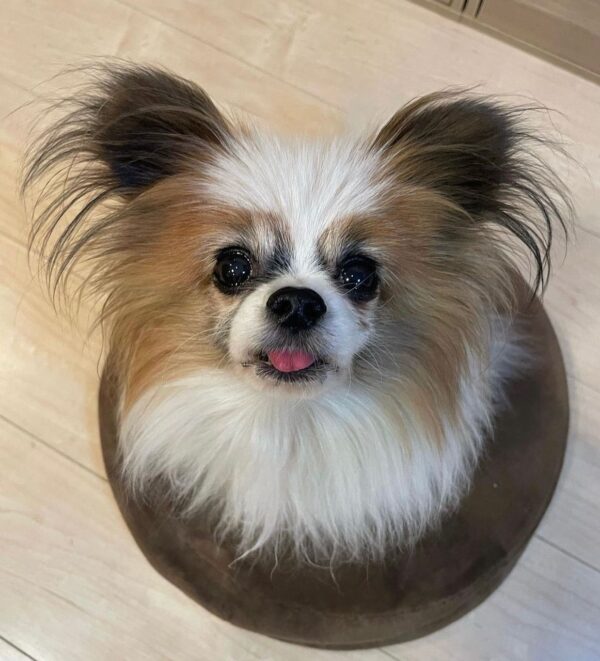 papillon breed price, papillon puppy dog