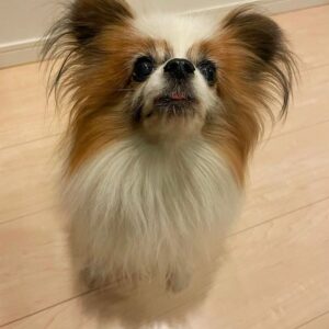 papillon breed price, papillon puppy dog