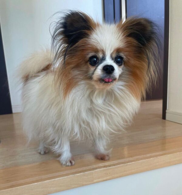papillon breed price, papillon puppy dog
