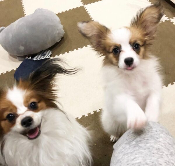 teacup papillon for sale, teacup papillon dog