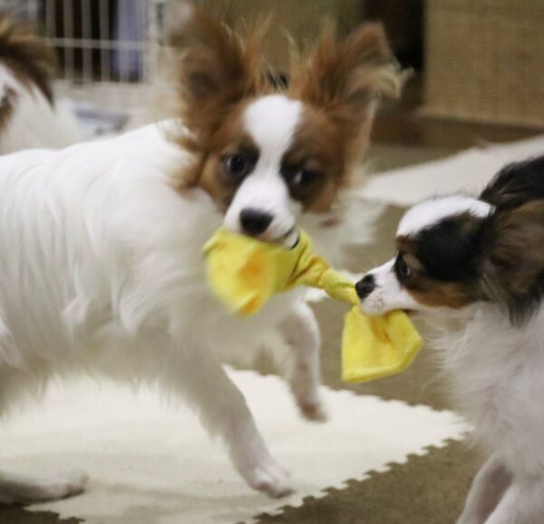 teacup papillon for sale, teacup papillon dog