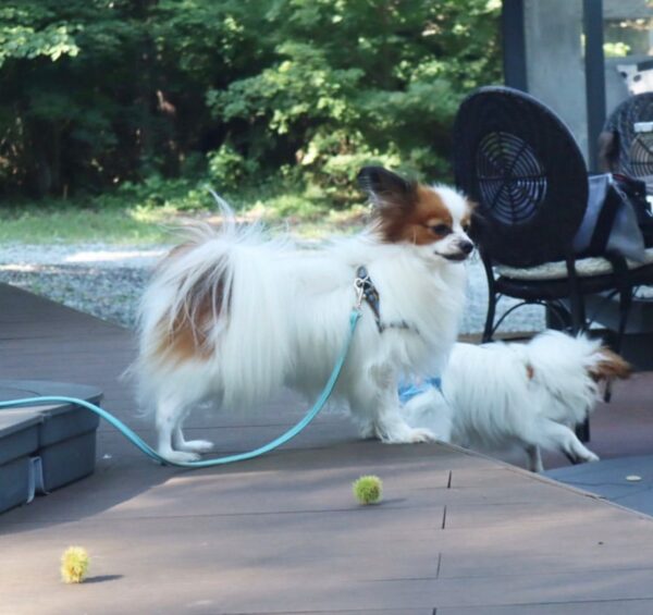 teacup papillon for sale, teacup papillon dog