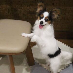teacup papillon for sale, teacup papillon dog