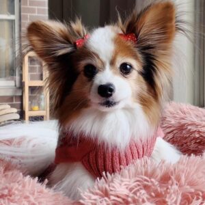 papillon puppies for adoption, papillon puppies rescue