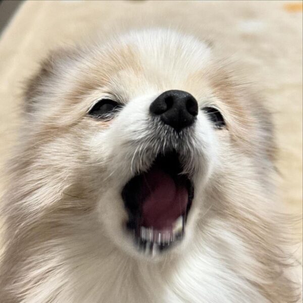 papillon for sale near me, papillon puppies for sale near me