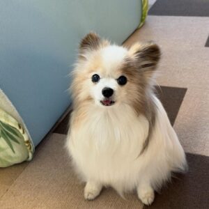 papillon for sale near me, papillon puppies for sale near me