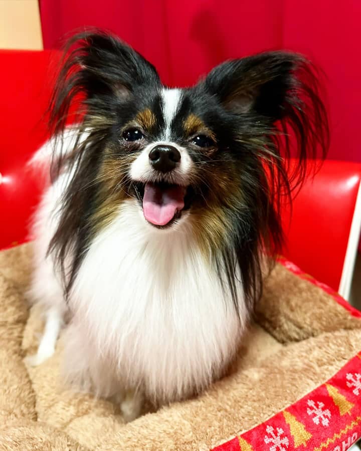 Buy Papillon Puppy, Papillon Dog Puppies