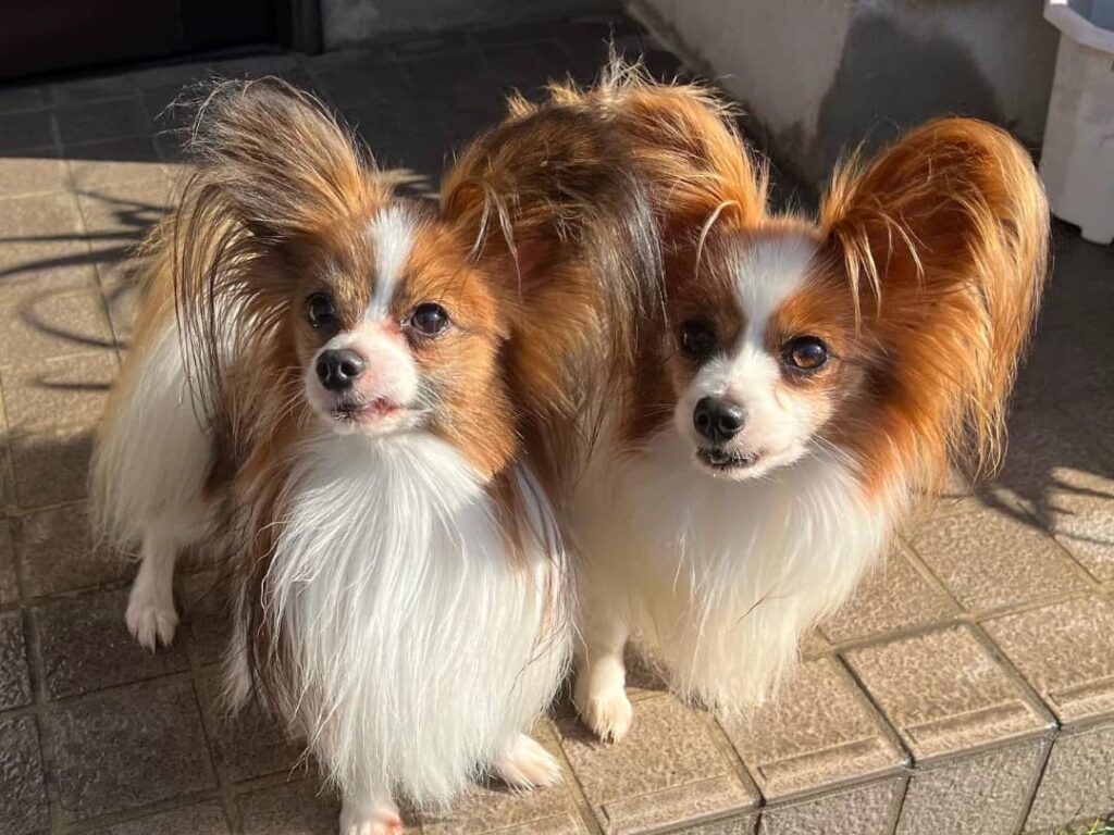 papillon chihuahua mix for sale, chihuahua papillon mix puppies