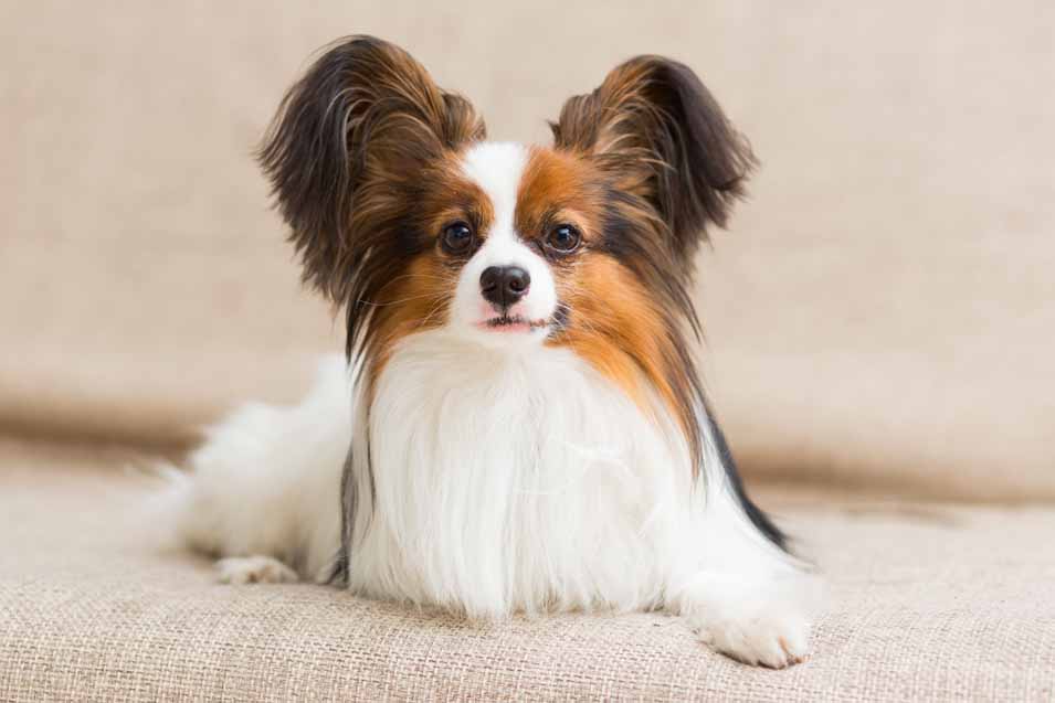papillon-easiest-dogs-train papillon-easiest-dogs-train