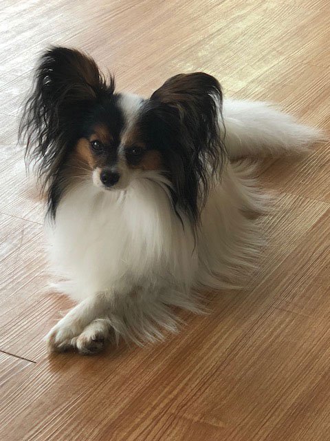 papitese puppies for sale, papillon mix puppies for sale